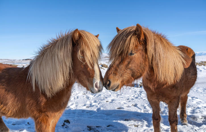 Islandpferde im Schnee
