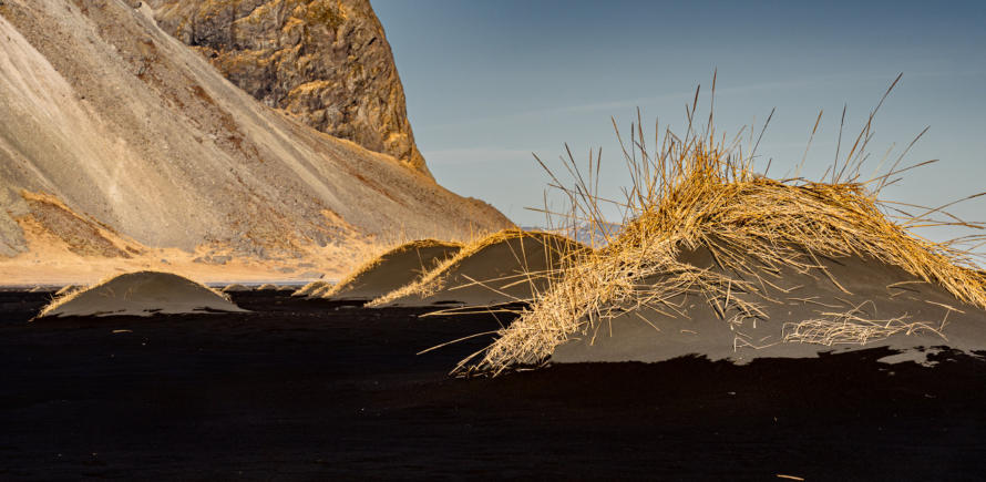 gelbes Gras auf schwarzen Sanddünen bei Stokksnes