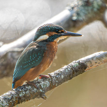 Eisvogel im Marais de Mousterlin