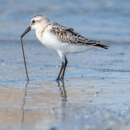 Sanderling am Strand von Kermyl