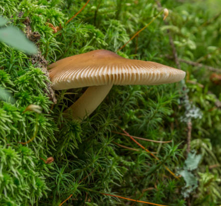 Wo es feucht ist, fühlen sich auch Pilze wohl