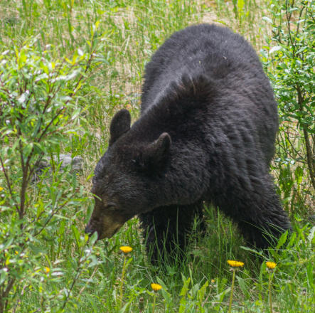 Schwarzbär