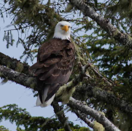 Weißkopfseeadler