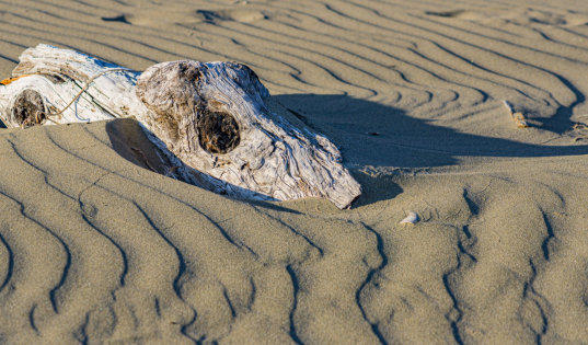 ausgebleichtes Holz am Strand des Pacific Rim National Park
