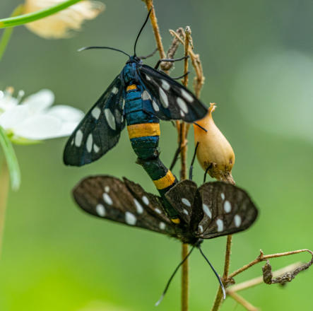 Weißfleckenwidderchen
