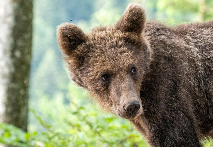 Braunbär im Wald bei Markovec