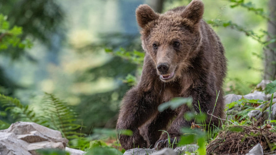 Braunbär im Wald bei Markovec