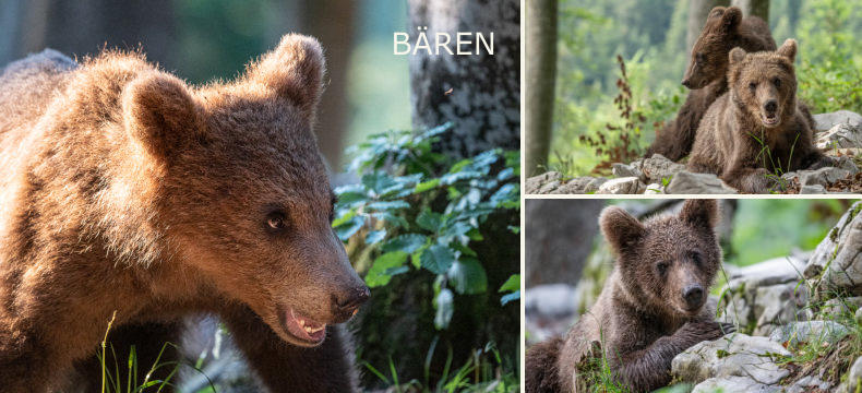 BÄREN