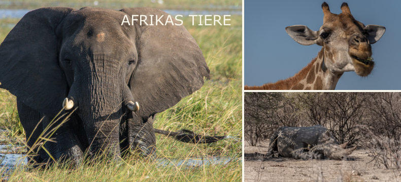 AFRIKAS TIERE