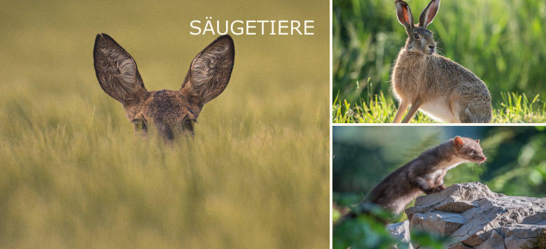 SÄUGETIERE