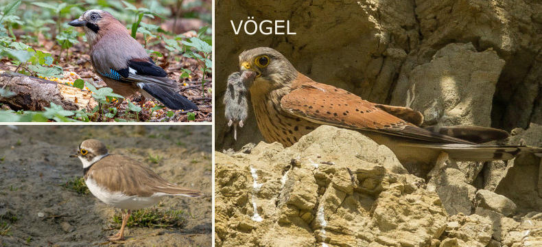 VÖGEL