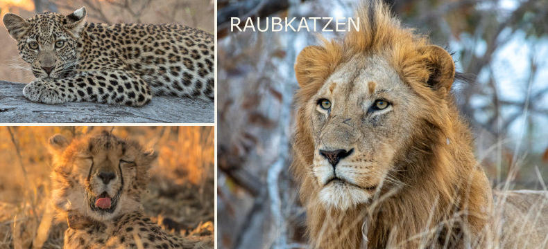 RAUBKATZEN