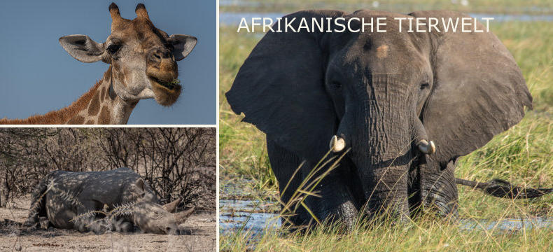 AFRIKANISCHE TIERWELT