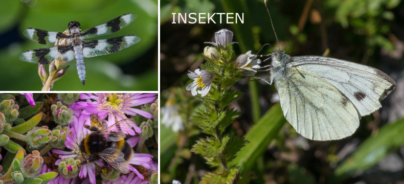 INSEKTEN