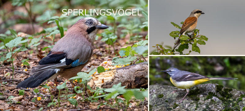 SPERLINGSVÖGEL