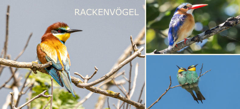 RACKENVÖGEL