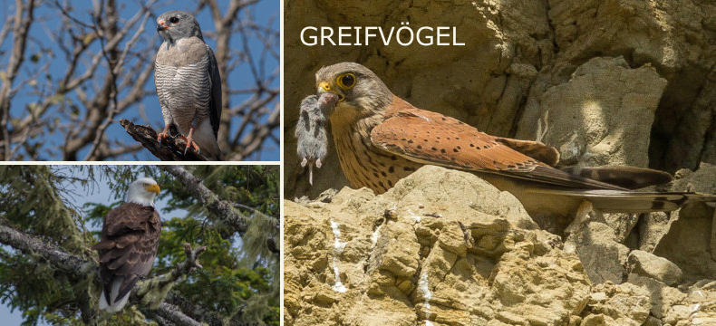 GREIFVÖGEL