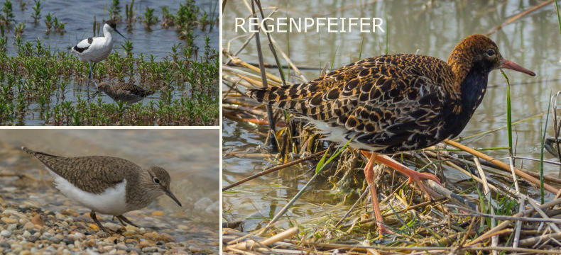 REGENPFEIFER