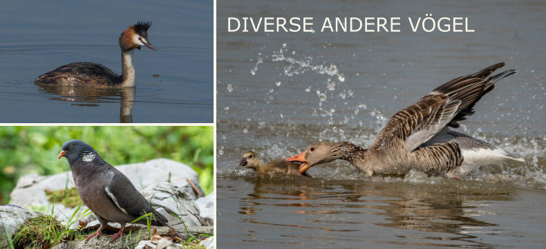 DIVERSE ANDERE VÖGEL