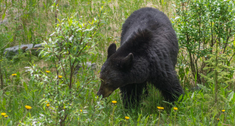 Schwarzbär im Jasper Nationalpark