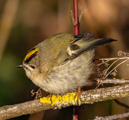 Wintergoldhähnchen