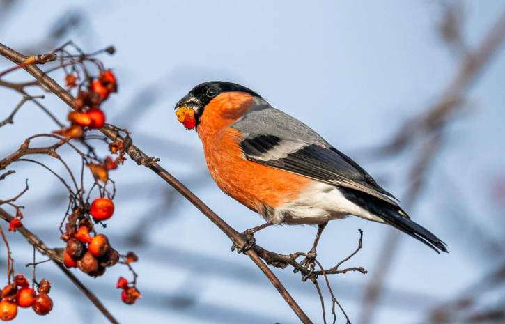 Gimpel (Dompfaff) frisst Vogelbeeren