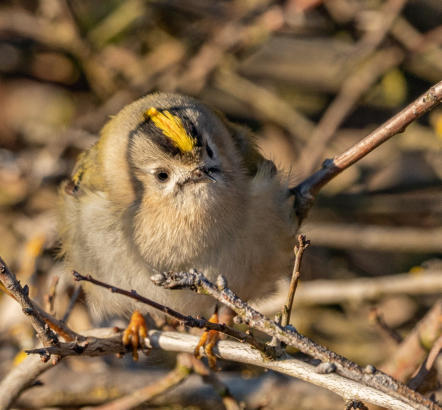 Wintergoldhähnchen