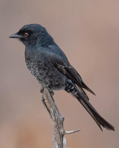 Trauerdrongo
