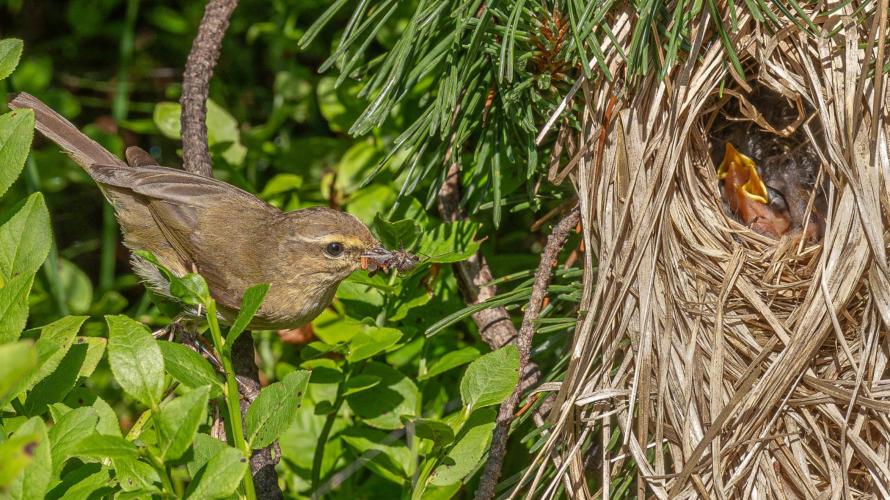 Zilp Zalp füttert seine Jungen