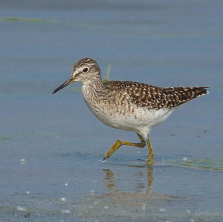 Bruchwasserläufer