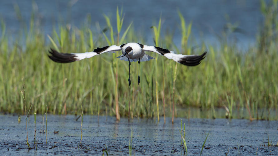 Säbelschnäbler im Flug von vorne