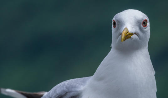 Silbermöwe