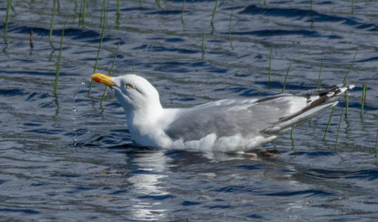 Silbermöwe