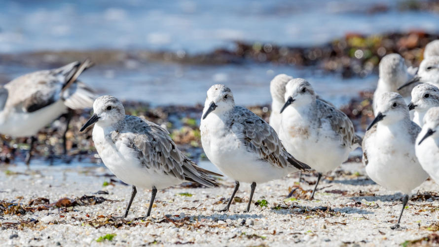 Sanderling