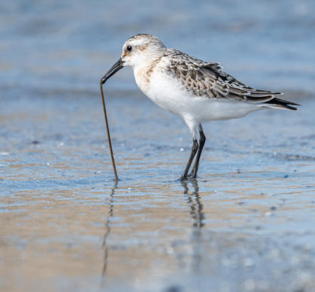 Sanderling