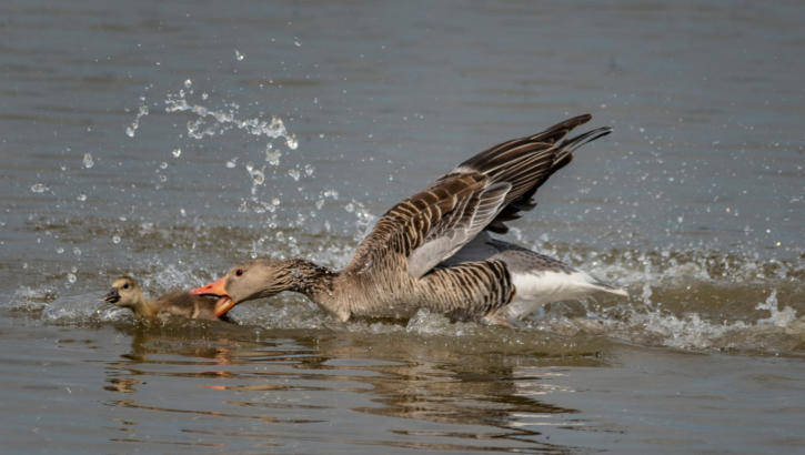 Graugrans verjagt fremden Jungvogel
