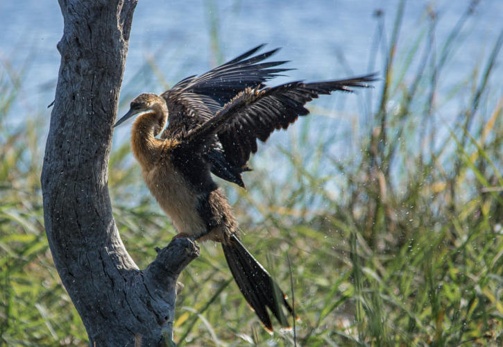 Schlangenhalsvogel