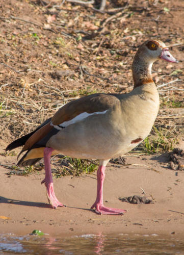Nilgans