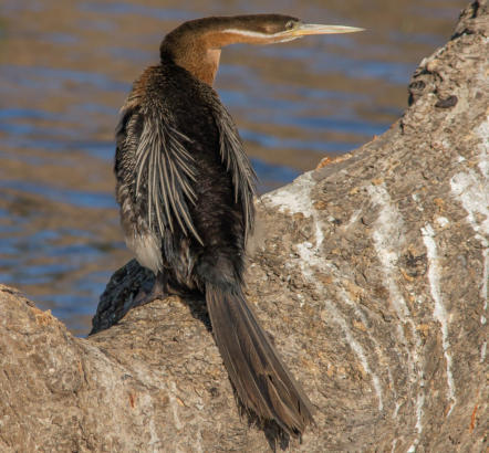 Schlangenhalsvogel