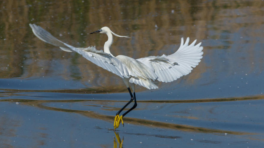 Seidenreiher im  Flug