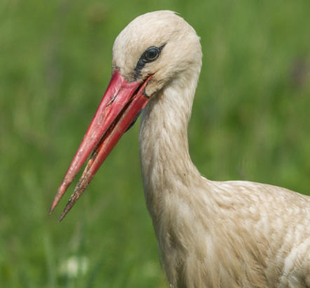 Weißstorch