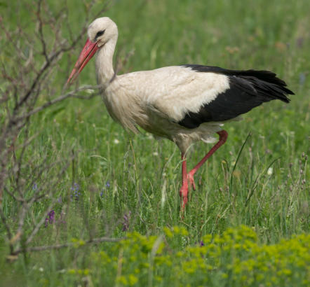 Weißstorch