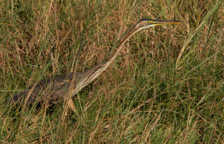 Purpurreiher