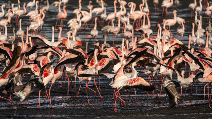 Flamingos