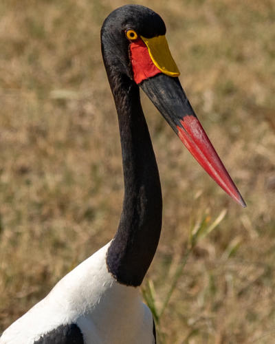 Sattelstorch
