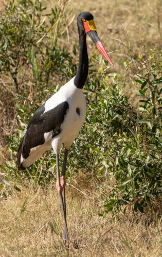 Sattelstorch