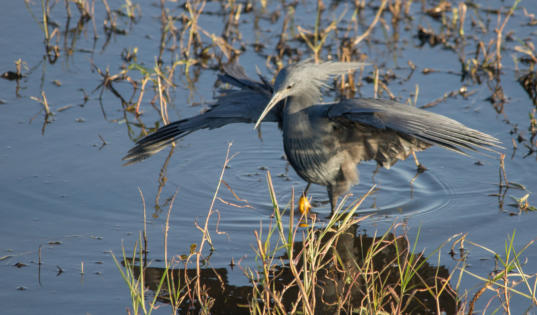 Glockenreiher bei der Jagd