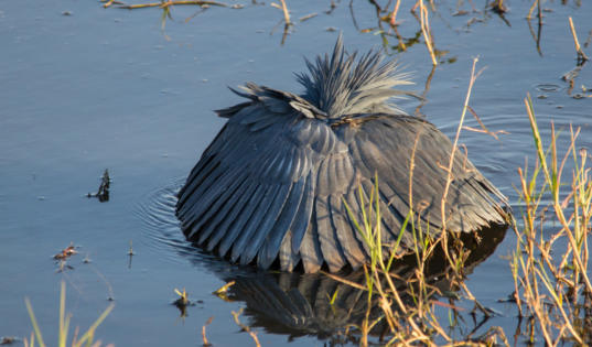 Glockenreiher bei der Jagd