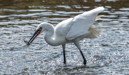 Seidenreiher beim Fischfang