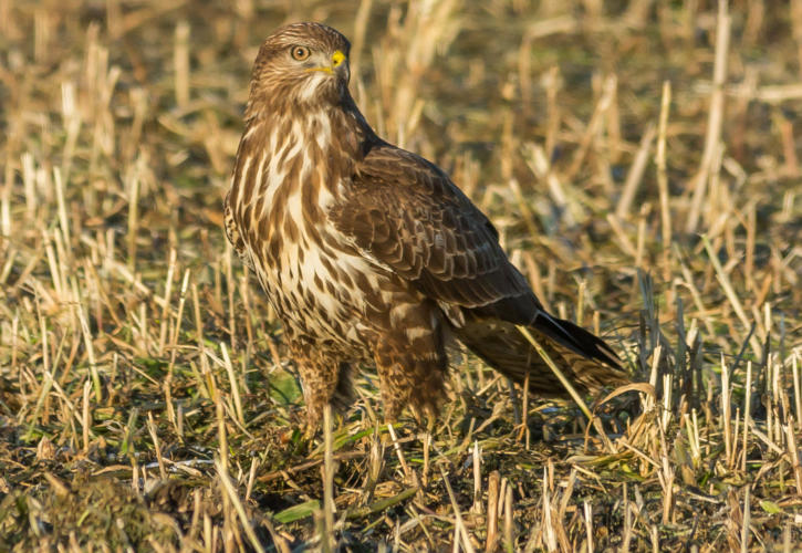 Mäusebussard